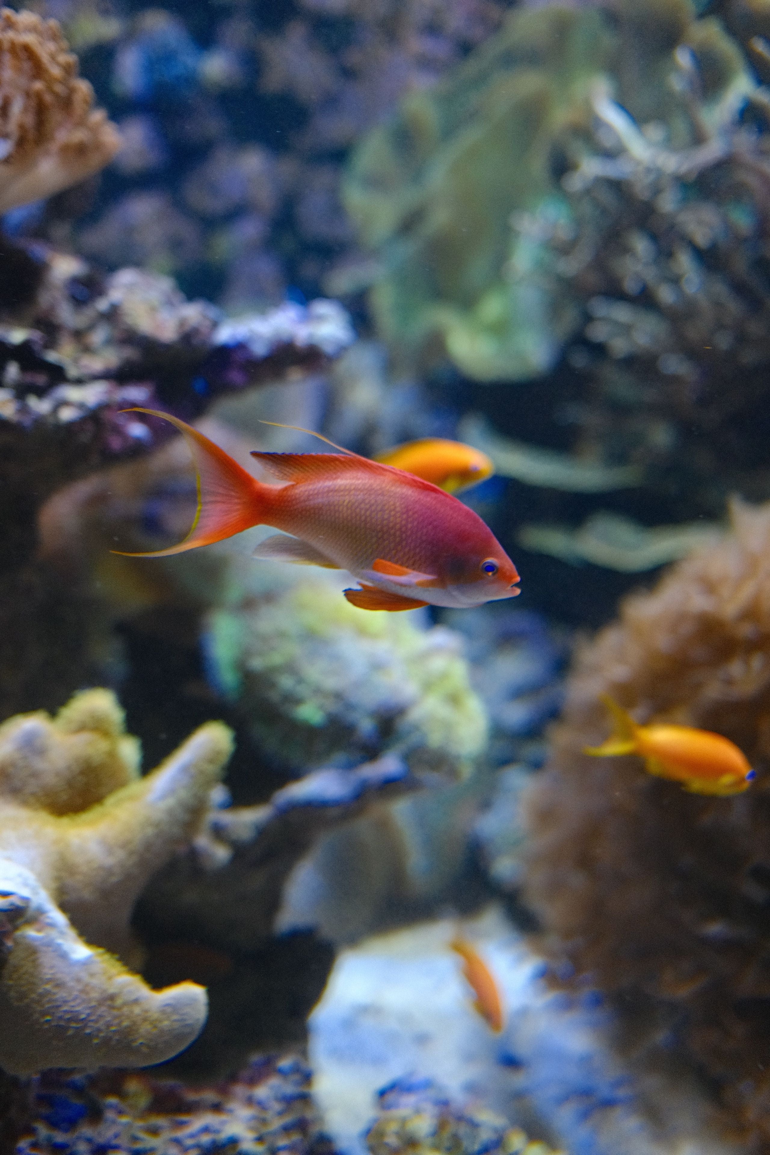 Colorful reef fish