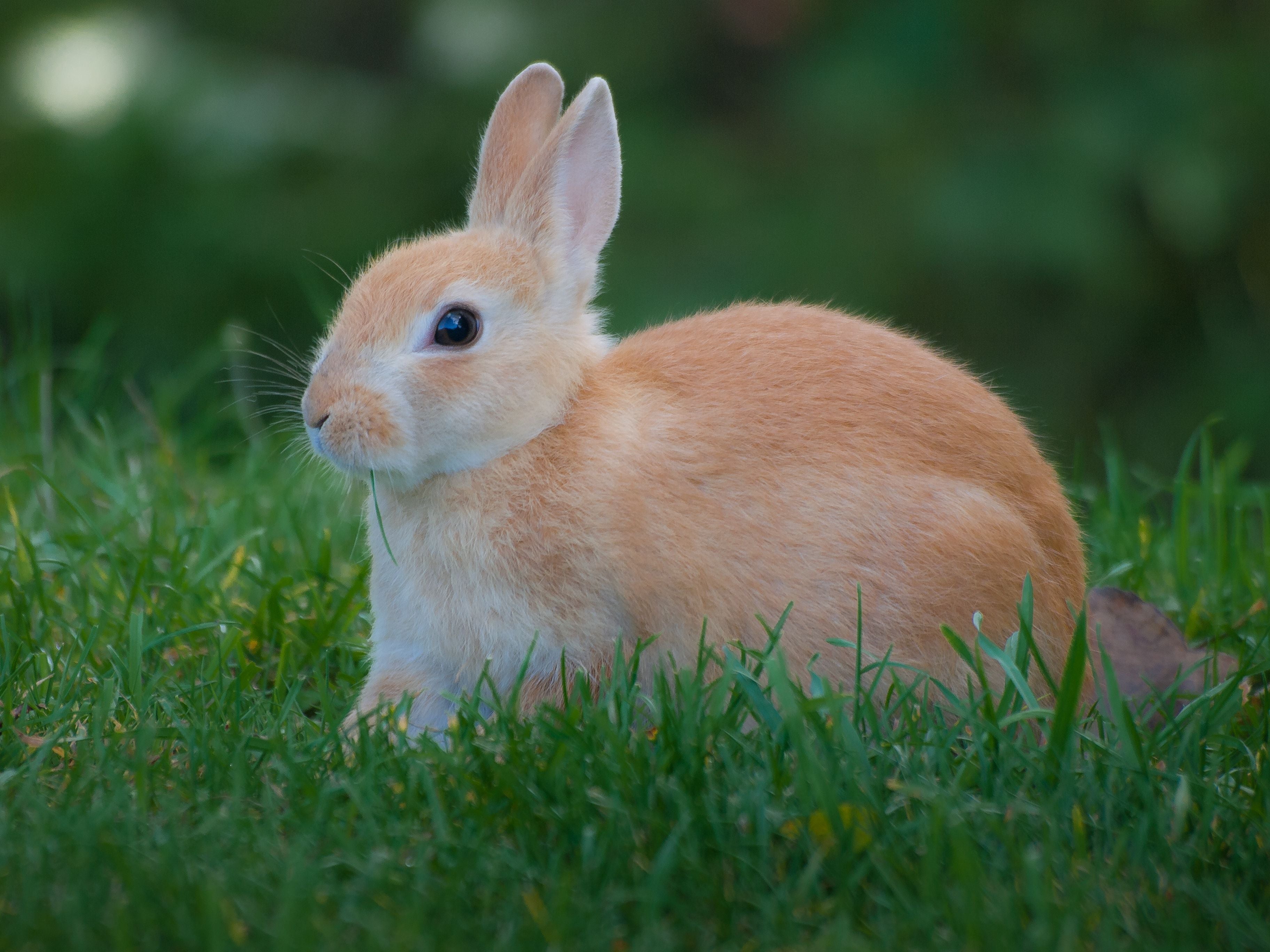 Rabbit sitting in grass
