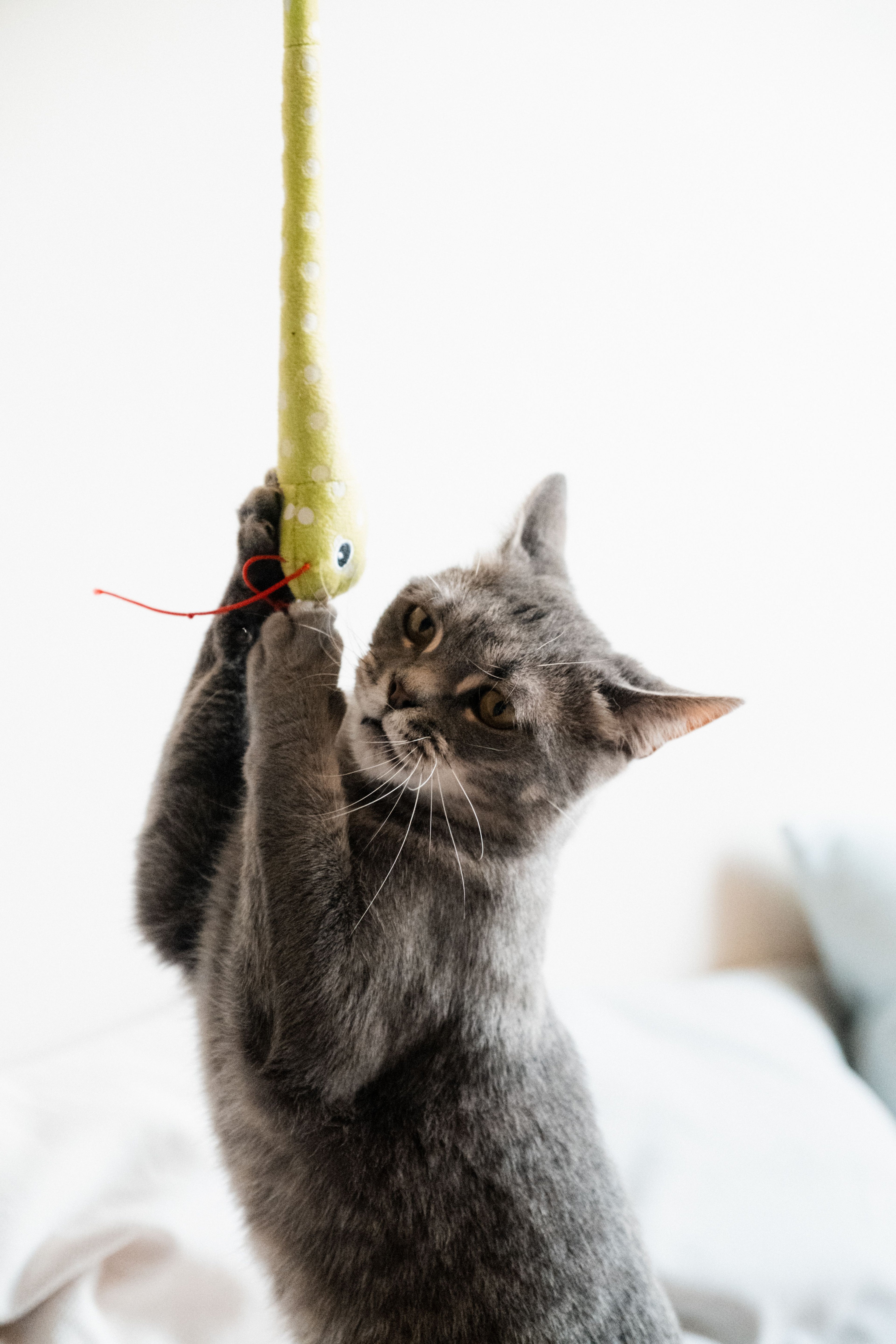 Cat playing with a toy