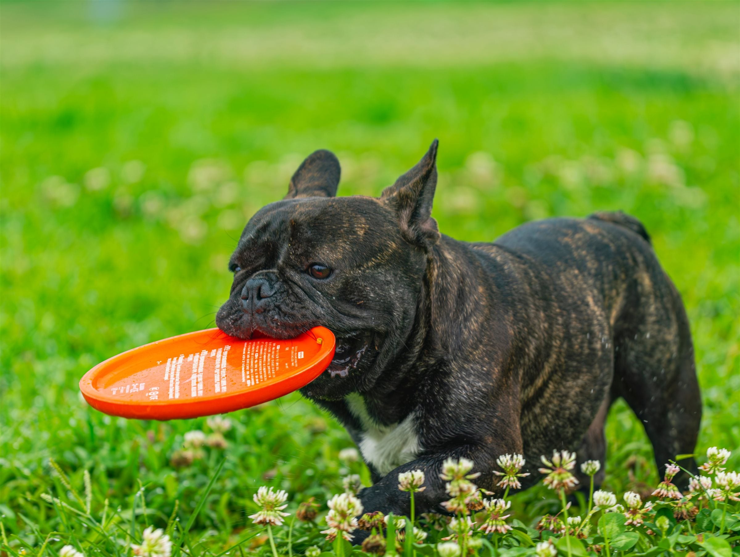 Dog playing with a frisbee