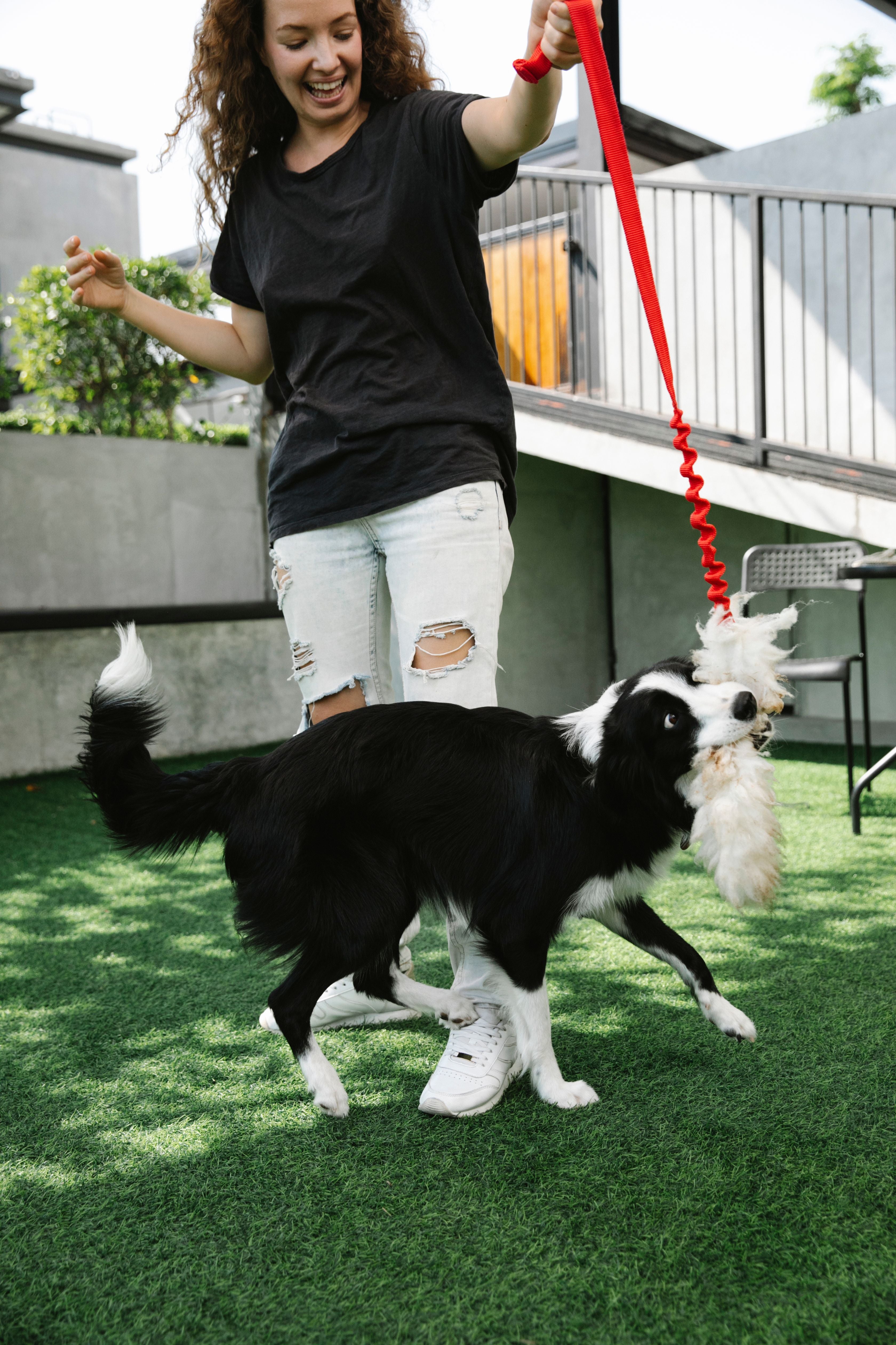 Dog playing tug with a rope toy